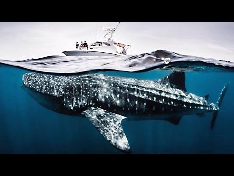 RACING EXTINCTION : le film documentaire CHOC