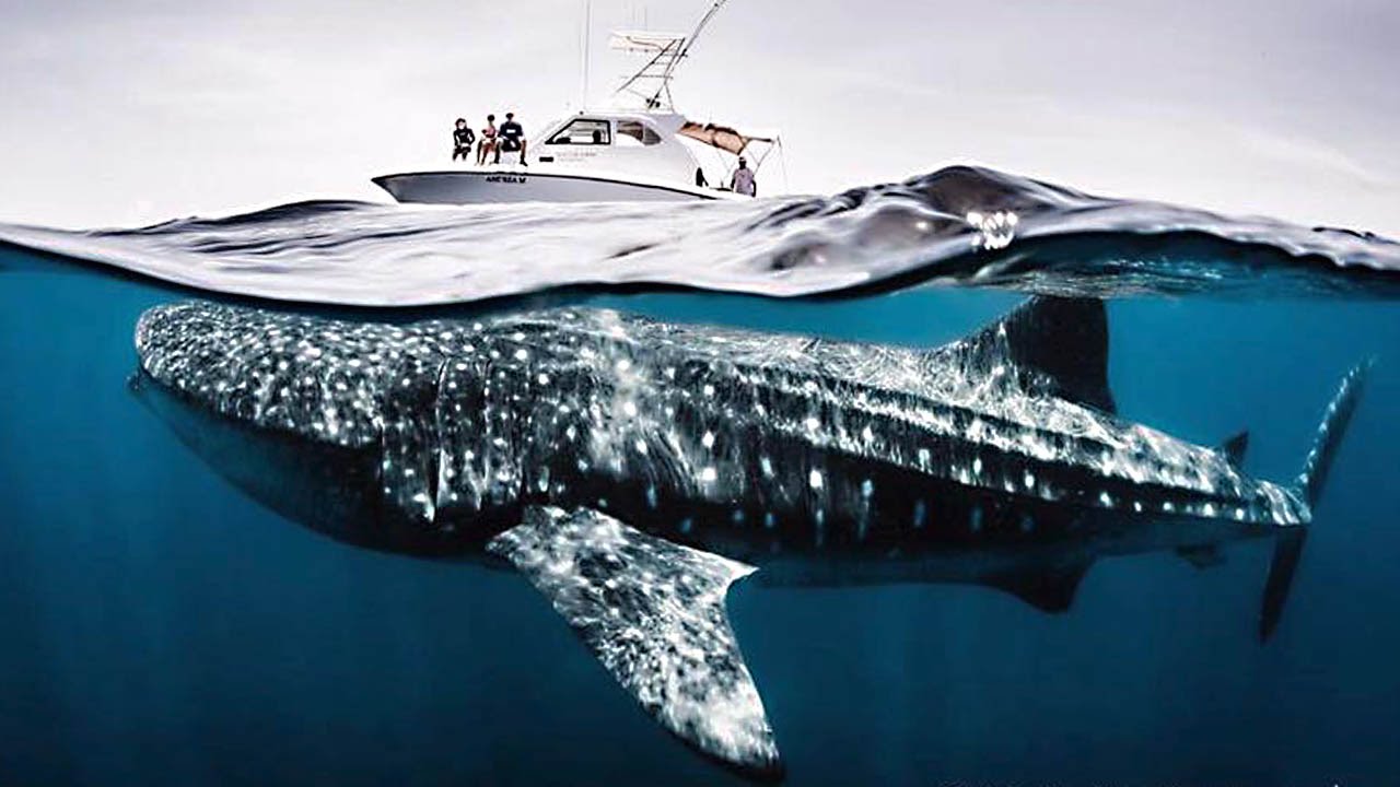 Miniature de la vidéo RACING EXTINCTION : le film documentaire CHOC du film Racing Extinction