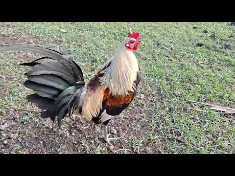 Gilmore gray🐓🐓