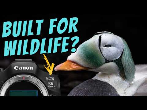 Canon R6 Mark III: Canon Finally Nailed It?