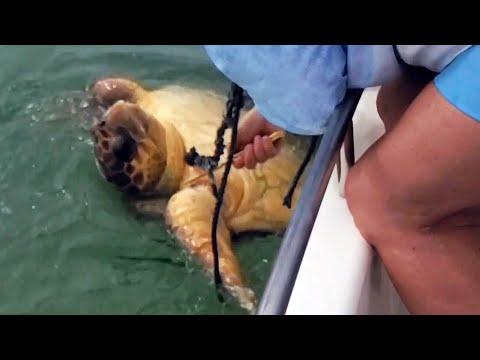 Off-Duty Officer Rescues Loggerhead Turtle