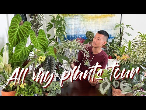 All my plants tour/longest plant video on the internet lol