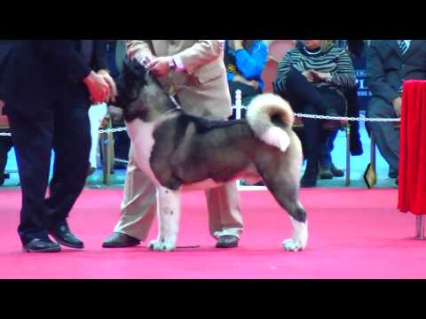 "Perros en acción" Exposición N° 234 Federación Cinológica Argentina