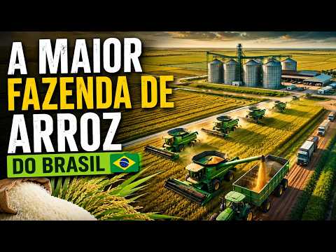 A MAIOR FAZENDA DE ARROZ DO BRASIL