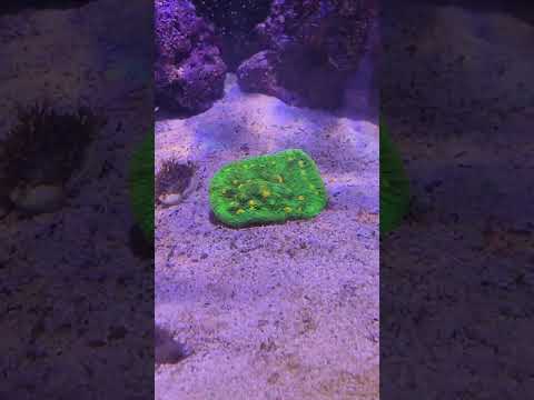 Space Invader Chalice Coral 🪸