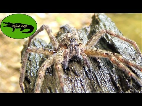 ジャイアントヘクシンスパイダー