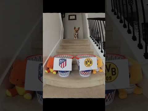 Dog Predicted The UCL Quarter Final #football #ucl #edit