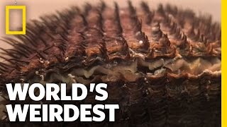 World's Weirdest - Clams vs. the World