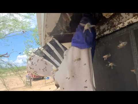 WORST. BEES. EVER. PERIOD.