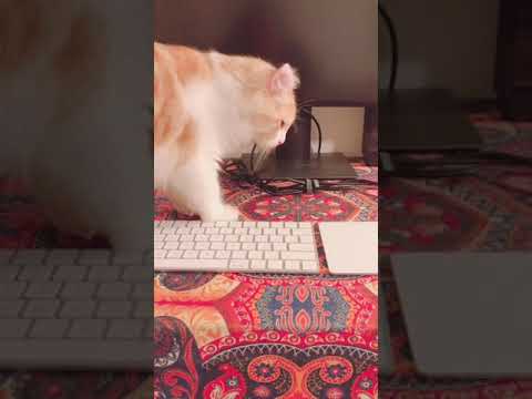 My cat sitting on my keyboard and watching video