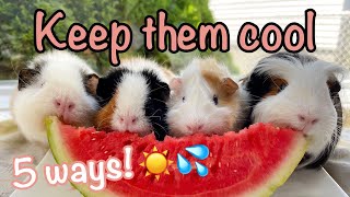 5 Ways to keep your guinea pigs cool during the summer heat