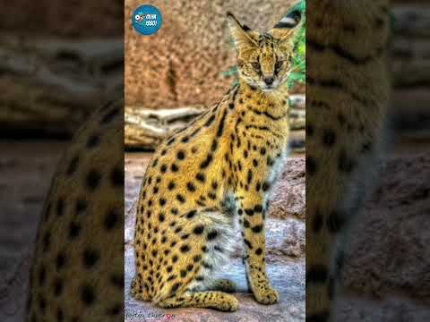 As 10 Raças de Gatos Mais Caros #gatos