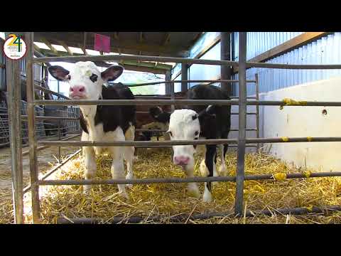 #Farm24 2021 - Meet Ian, a Morrisons dairy farmer