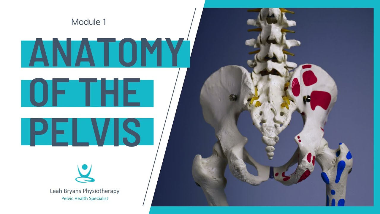 Module 1 -  Anatomy Of The Pelvis  | Postnatal Essentials for Pilates and Fitness Professionals