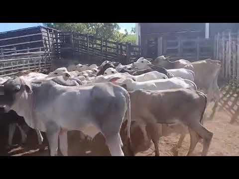 34 Bezerros na Balança Viva a 13 reais em Borborema/ Paraíba. Whatsapp 84 99810 2784* #gado 