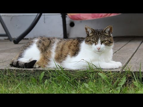 How to Care for an Older Cat - Senior Cat Care