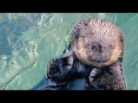 Sea Otter Cam 2 | Vancouver Aquarium