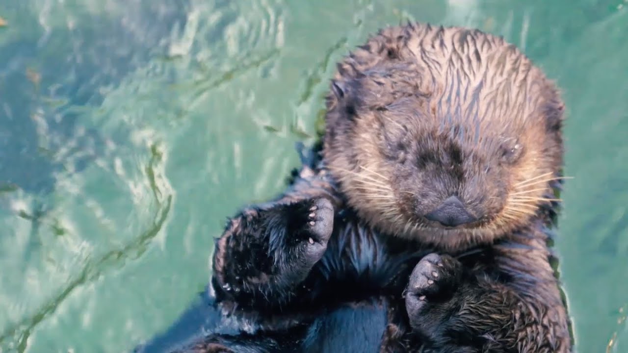 Live webcam view of Sea Otter Pool at Vancouver Aquarium