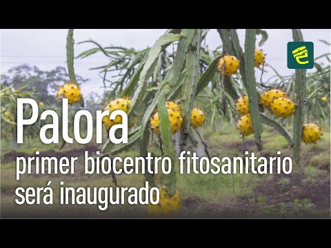 Biocentro Fitosanitario para desarrollo de la pitahaya será inaugurado en Morona Santiago