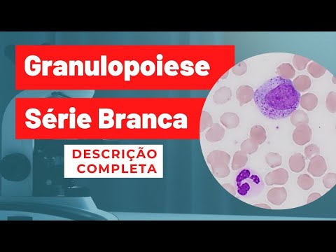 Granulopoiesis, Maturation and Differentiation - Full Description
