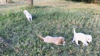 Video preview image #7 Goldendoodle Puppy For Sale in CHEYENNE, WY, USA