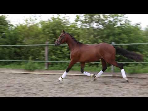 Mr. Duncan, 2 jarige Hengst 1.44m, D-power AT x Champion de Luxe