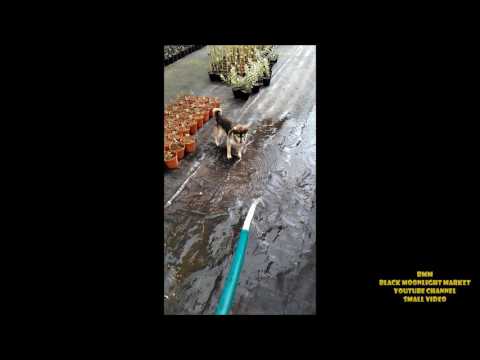 Funny video, Small video for whatsapp, Crazy dog, Black Moonlight Market