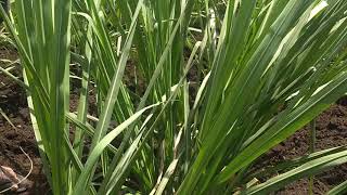 preview picture of video 'ORGANIC Sugarcane results ; Dreamtouch India Sugarcane results'