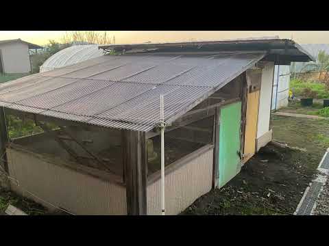 マンゴー給水器を避けるための冬の鶏小屋のレイアウトの間違い