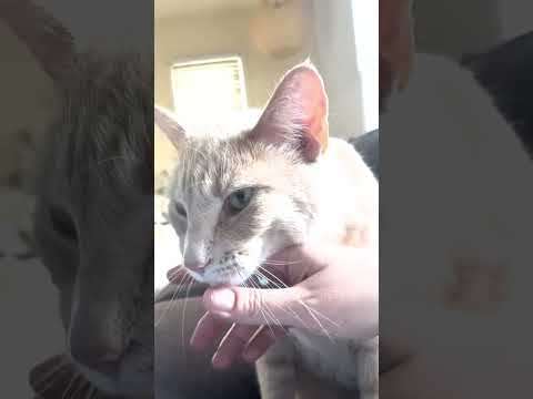 Archie purr machine — click to play
