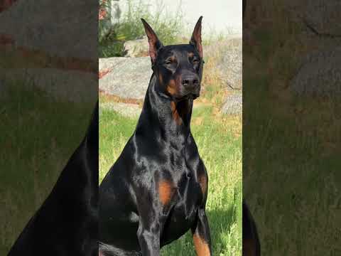 3 months old Doberman puppy to 6.5 years old 🔥 #doberman #dogs