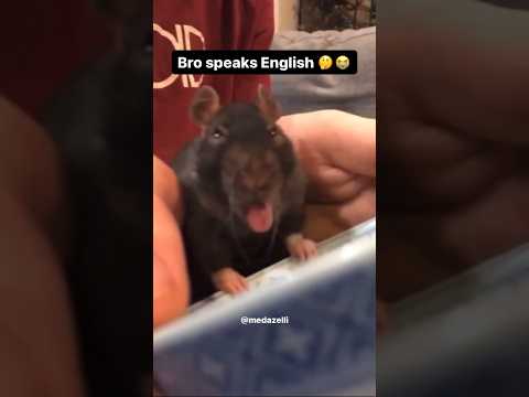 My Pet Rat Understands English 🤯