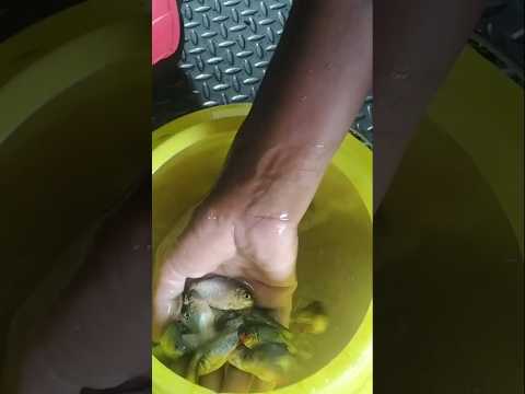 machli jal ki rani hai #hindirhymes #funforkidstvhindi #machlijalkiranihai 😘☺#fishing #fishingvideo