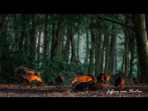 Wild boars at the Veluwe [Full HD]