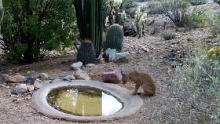 Bobcat and mule deer at the water hole