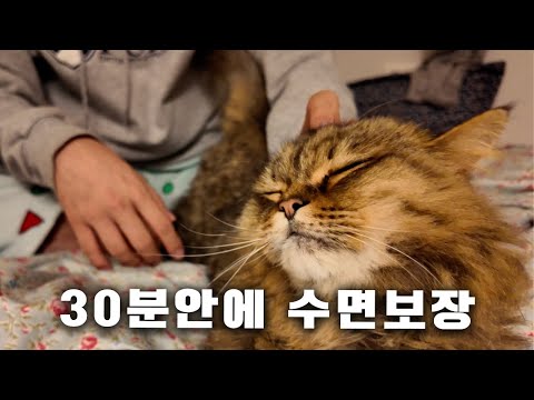 잠 안올 때 고양이 골골송 ASMR