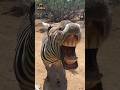Animal transformation | Funny zebra #animalshorts #animals #zebra #funny