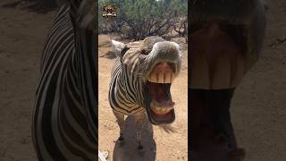 Transformation d'animaux | drôle de zèbre