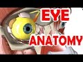 Eye Anatomy And Physiology - Pupil, Iris, Retina, Cornea, Sclera, & Lens