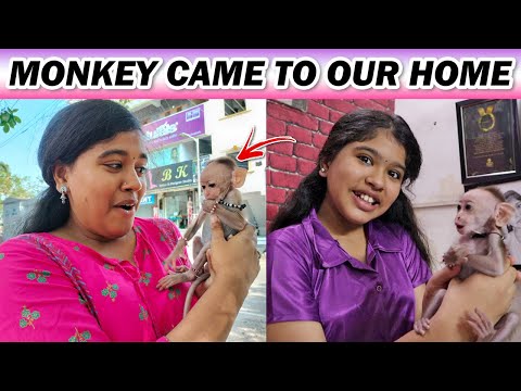 😍Surprised Ammu With a MONKEY🐒 || Unexpected😱 || Monkey Came to our HOME😅 || Ammu Times ||