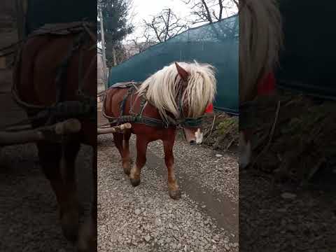 Lică Todirești jud.Suceava