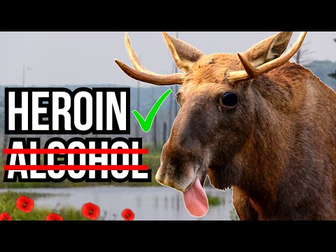 3 Animals That Enjoy Being Drunk And High