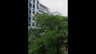 Whole day rain  🌧  .Singapore weather  last Saturday  04/05/2024