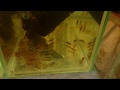 LDA 16 Mp4