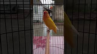 Download lagu Lovebird ngekek panjang mp3