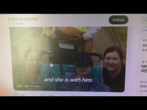 Cute animals completion