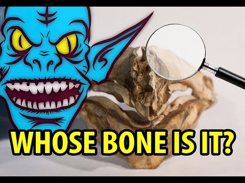 Whose Bone Is It? - The Goblin Snout (Ep. 1)