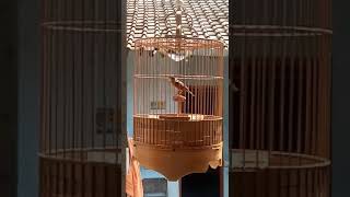 Download lagu MASTERAN BRANJANGAN NTB GACOR SUARA JERNIH mp3