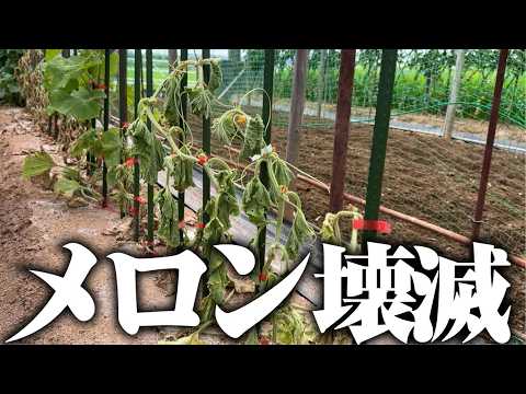 ひろちゃん農園様 【わかる人教えてください】今年も厳しい・・メロン枯れる