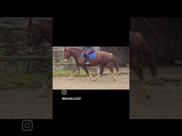 Jument franche-montagne 